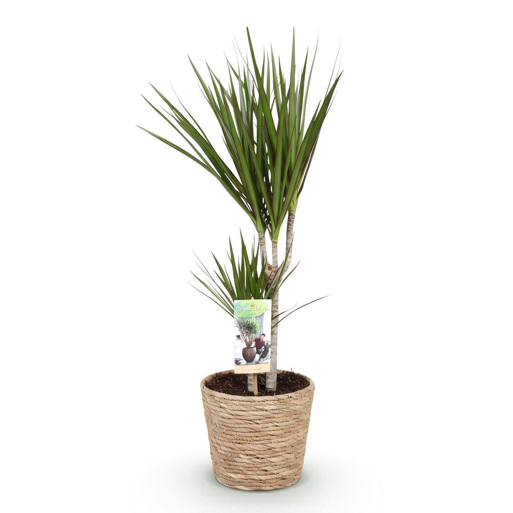 Dracaena Marginata met mand, detail van het blad