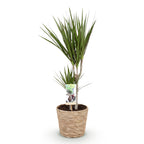 Dracaena Marginata met mand, detail van het blad