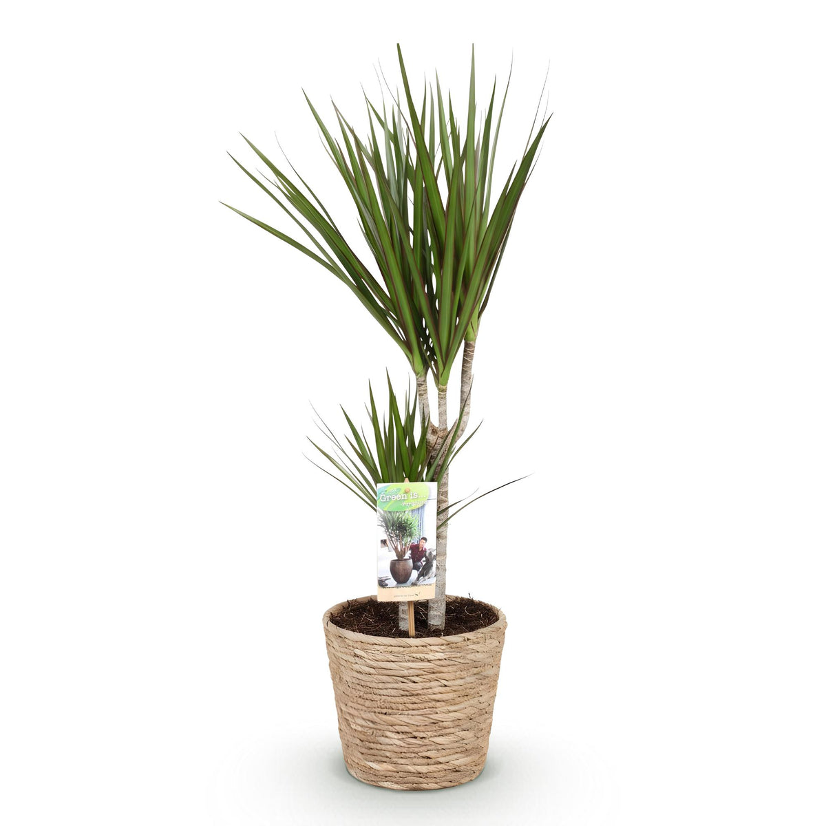Dracaena Marginata met mand, detail van het blad