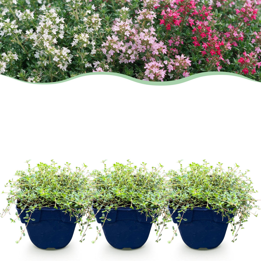 Tijm 'Tricolour', bodembedekker, roze-rood-wit, geschikte tuinplant