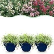 Thymus Tricolour - Tym - Bodembedenkend - Roze - Rood - Wit - 6 Planten