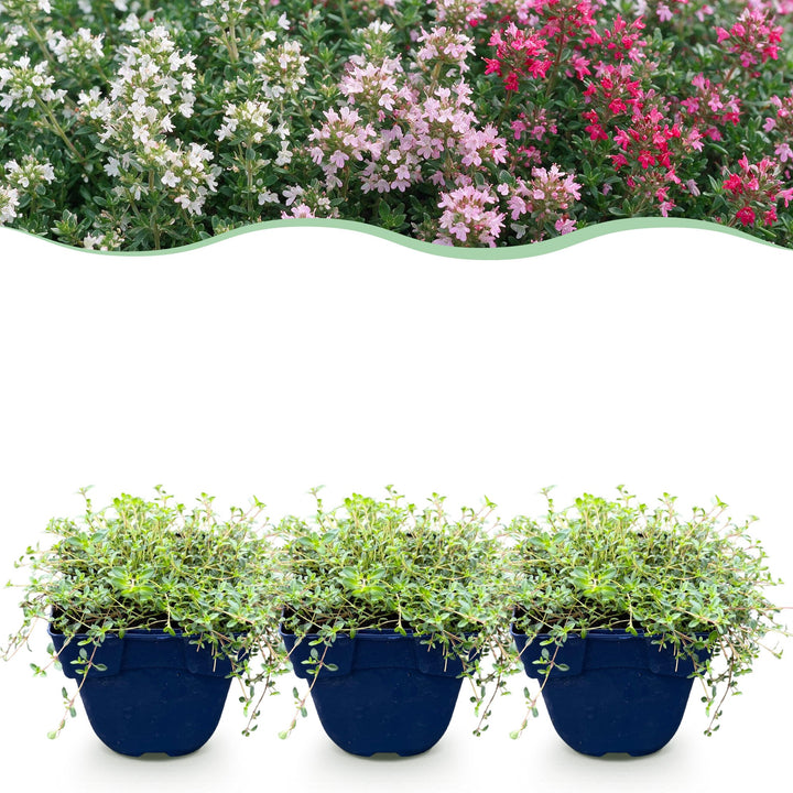 Thymus Tricolour - Tym - Bodembedenkend - Roze - Rood - Wit - 6 Planten