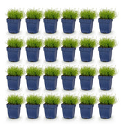 Sagina subulata - Vetmuur - Rotsplanten - Wit - 24 Planten