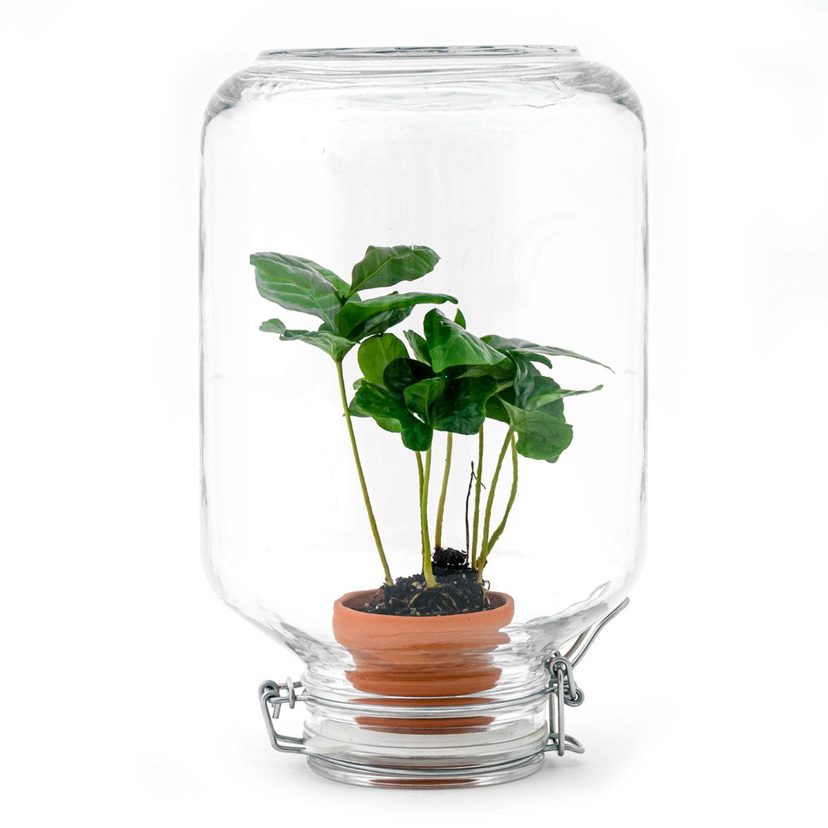 Detailfoto van Easyplant - Coffea Arabica