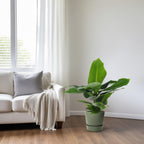 Productfoto van Musa Oriental Dwarf