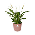 Detailfoto van Spathiphyllum Torelli in ELHO Vibes Fold roze