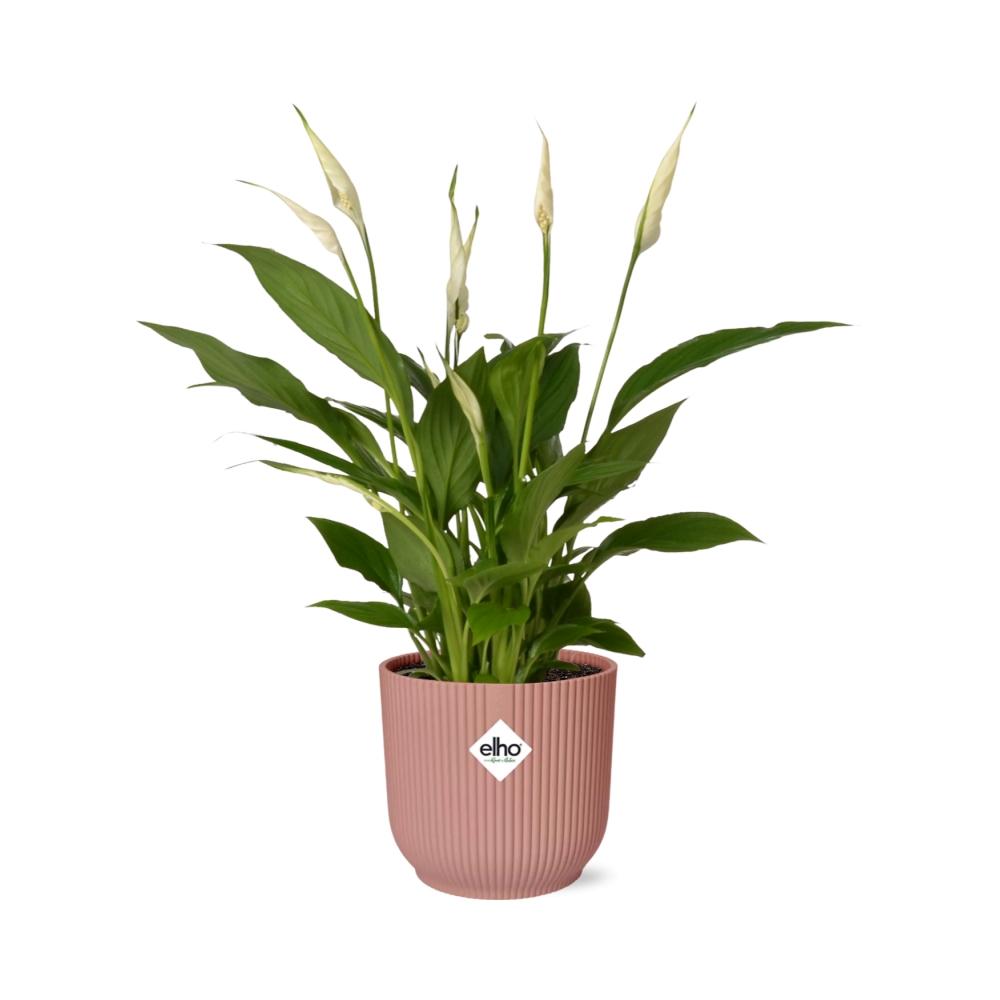 Detailfoto van Spathiphyllum Torelli in ELHO Vibes Fold roze