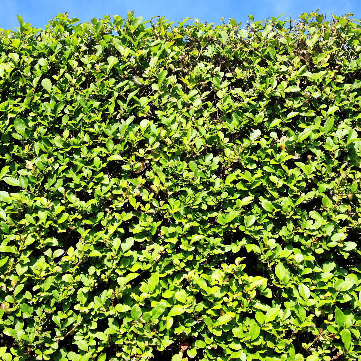 6x Ligustrum ovalifolium, detail van het blad