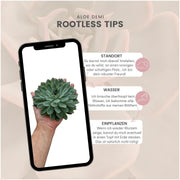 ROOTLESS Succulent Echeveria Pulidonis