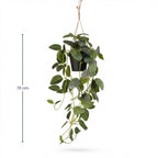 Fittonia - hangplant in pot, kenmerkend blad