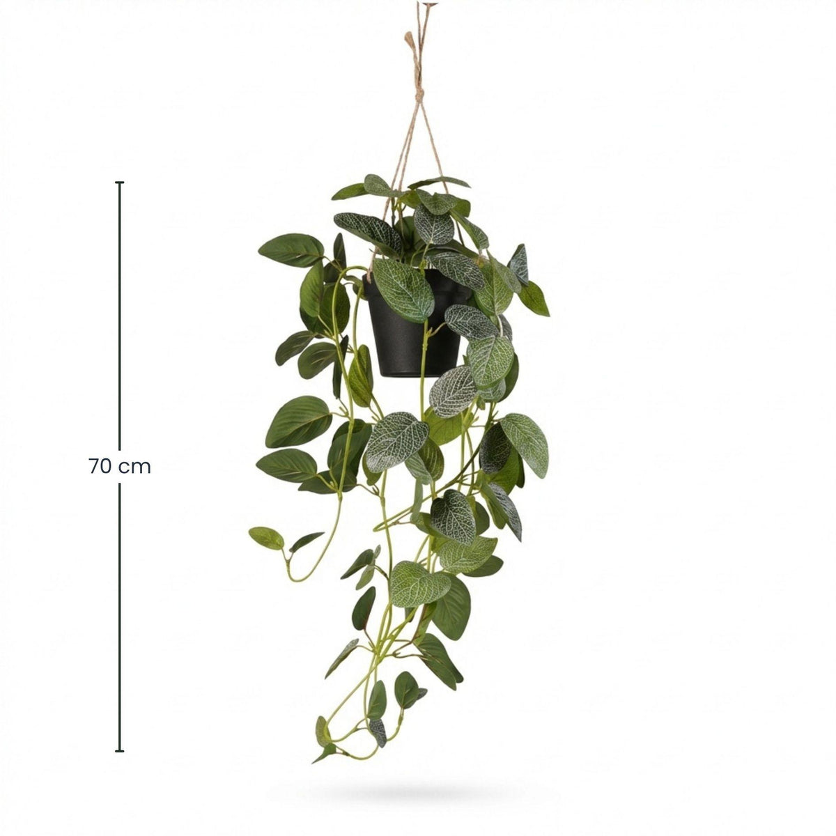Fittonia - hangplant in pot, kenmerkend blad