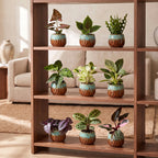 9x Baby Plants Surprise Box - Verrassingsbox kleine planten - Diversen - Tropisch - incl. Copper Reef - Ø6cm - ↕5-15cm, groene bladeren