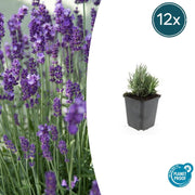 Lavandula ang. &