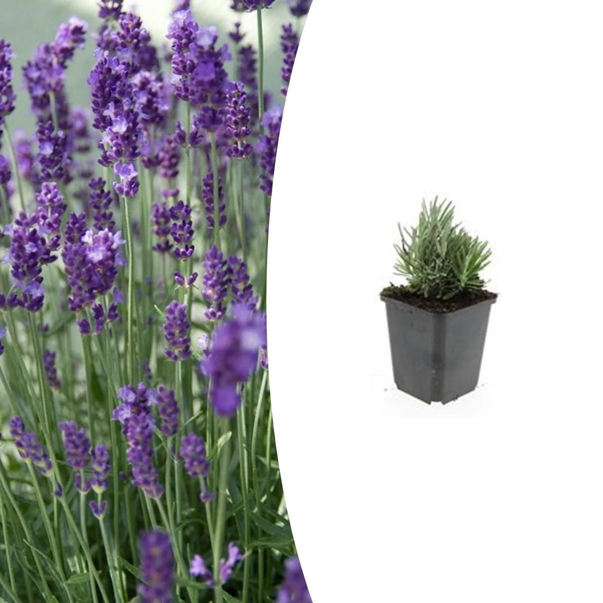 Lavandula ang. 'Dwarf Blue', kenmerkend blad