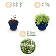 Thymus praecox Albiflorus - Witte kruiptijm - Geurend - Wit