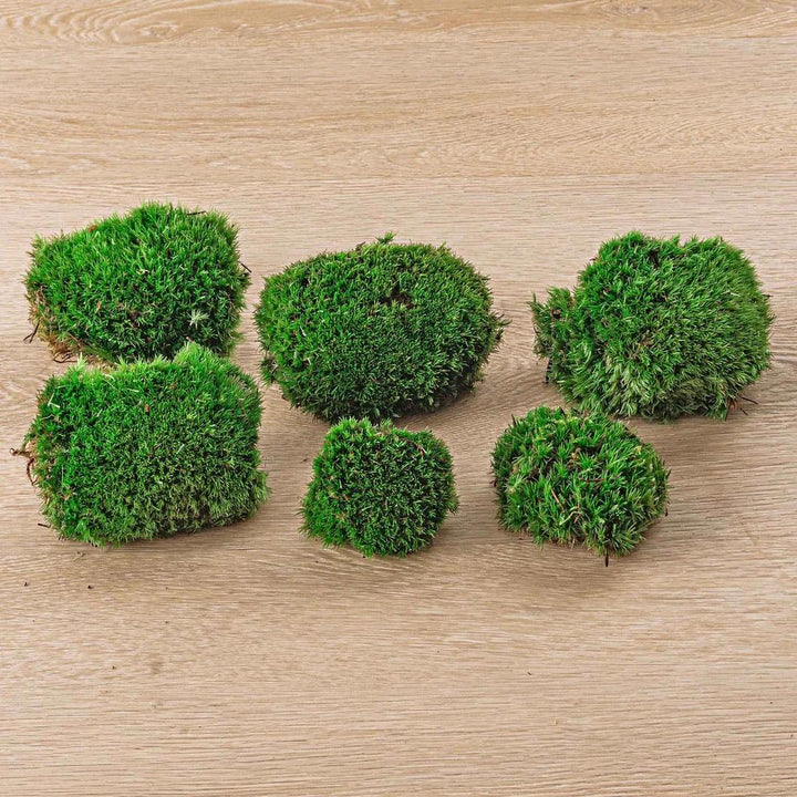 Levend kussenmos, terrarium en kokedama, 6 stuks, 2 zakken
