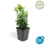 Euonymus jap. Green Spire