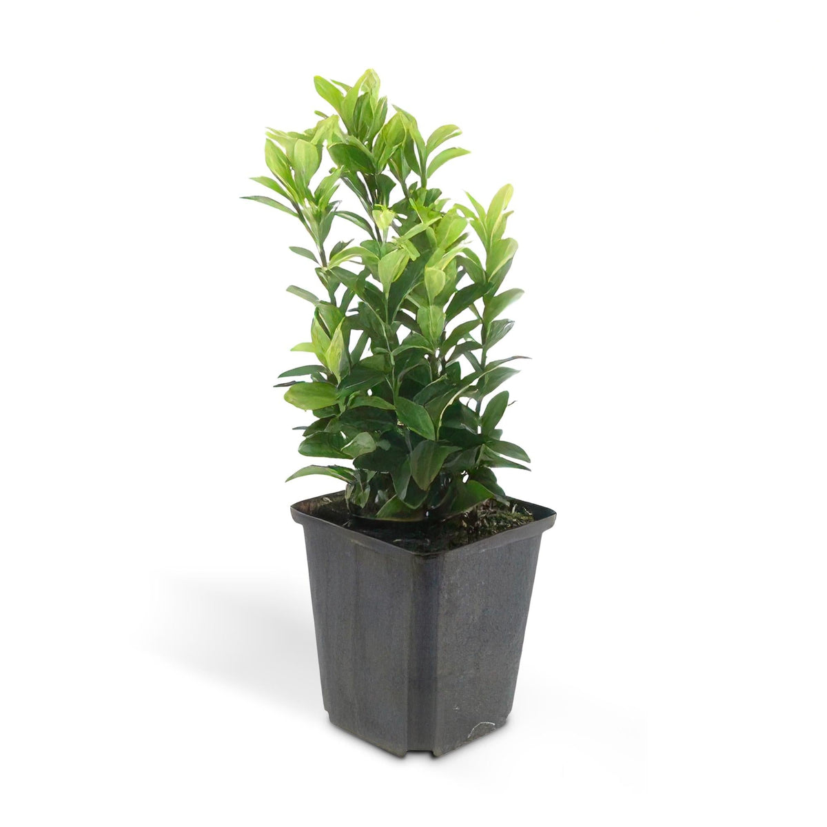 Productafbeelding van Pureplant
