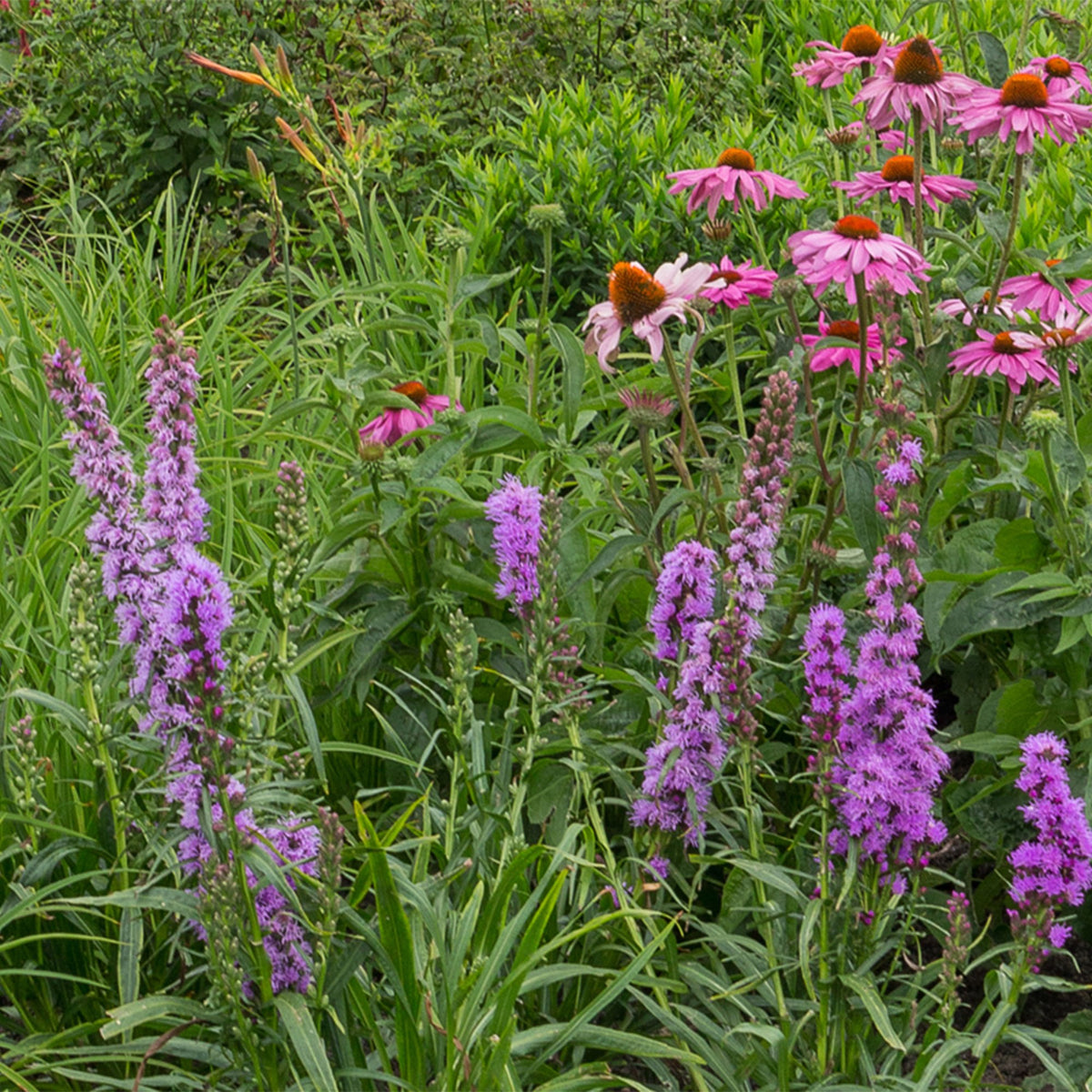 Borderpakket vaste planten, bijen en vlinders, groene bladeren