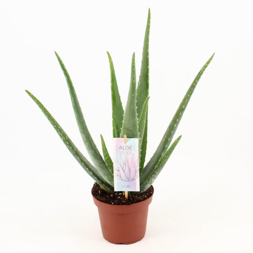 Productfoto van Aloe Vera P14
