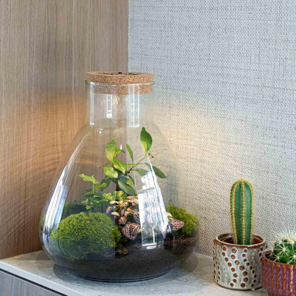 'Love Mom' terrarium Sam met gegraveerde kurk en licht, groeiwijze van de plant