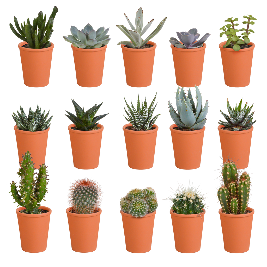 Productfoto van Cactus en vetplanten mix | 15 stuks - in terracotta pot