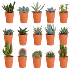 Productfoto van Cactus en vetplanten mix | 15 stuks - in terracotta pot