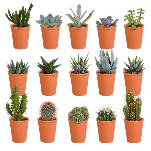 Productfoto van Cactus en vetplanten mix | 15 stuks - in terracotta pot