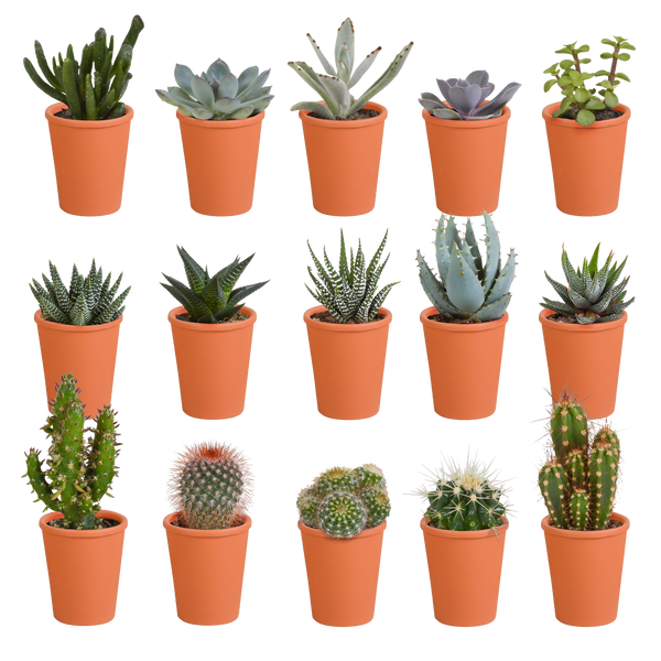Cactus en vetplanten mix | 15 stuks - in terracotta pot