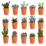 Cactus en vetplanten mix | 15 stuks - in terracotta pot