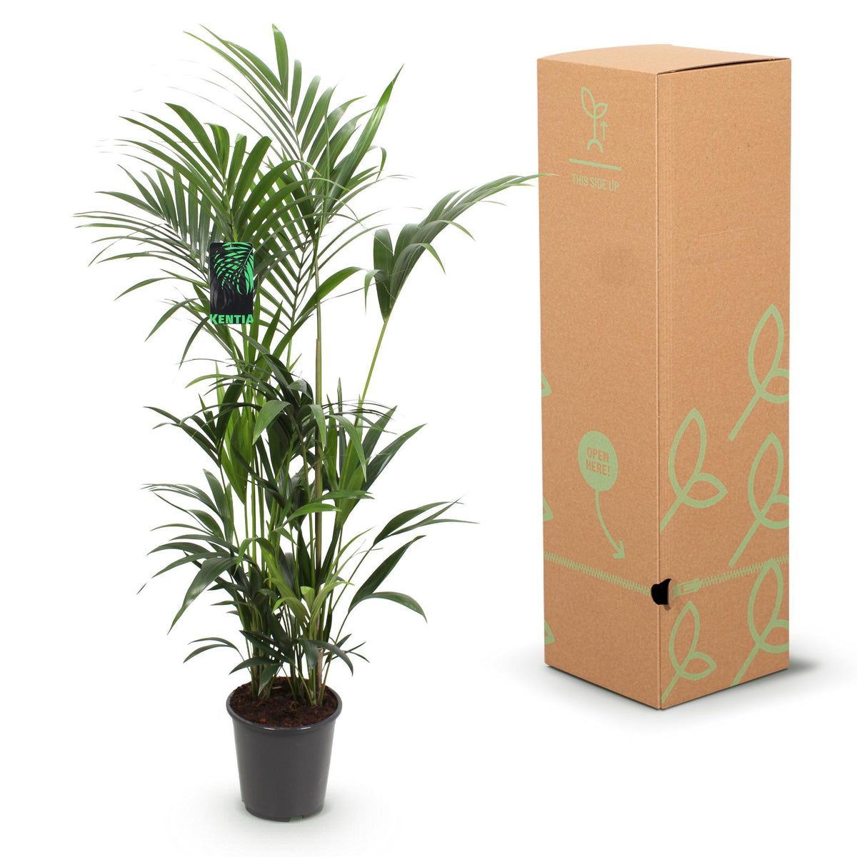 Howea Forsteriana, gezonde plant