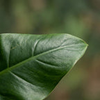 Philodendron Imperial Green, groene bladeren