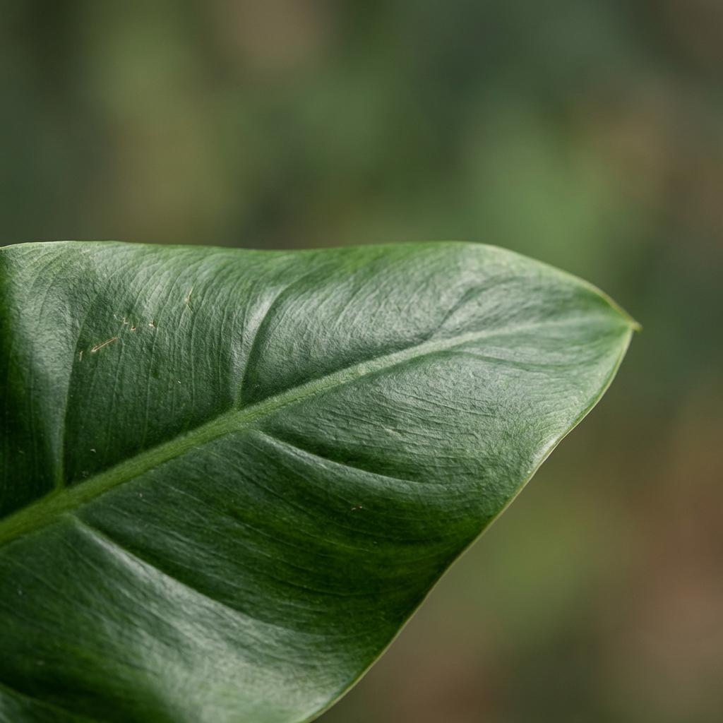 Philodendron Imperial Green, groene bladeren