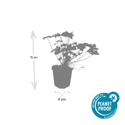 Geranium macr. &