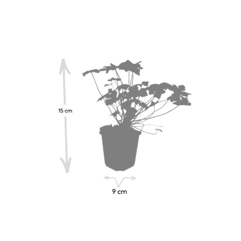 Geranium macr. 'Czakor', detail van het blad