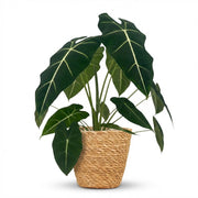 Olifantsoor (Alocasia Frydek) met Mand