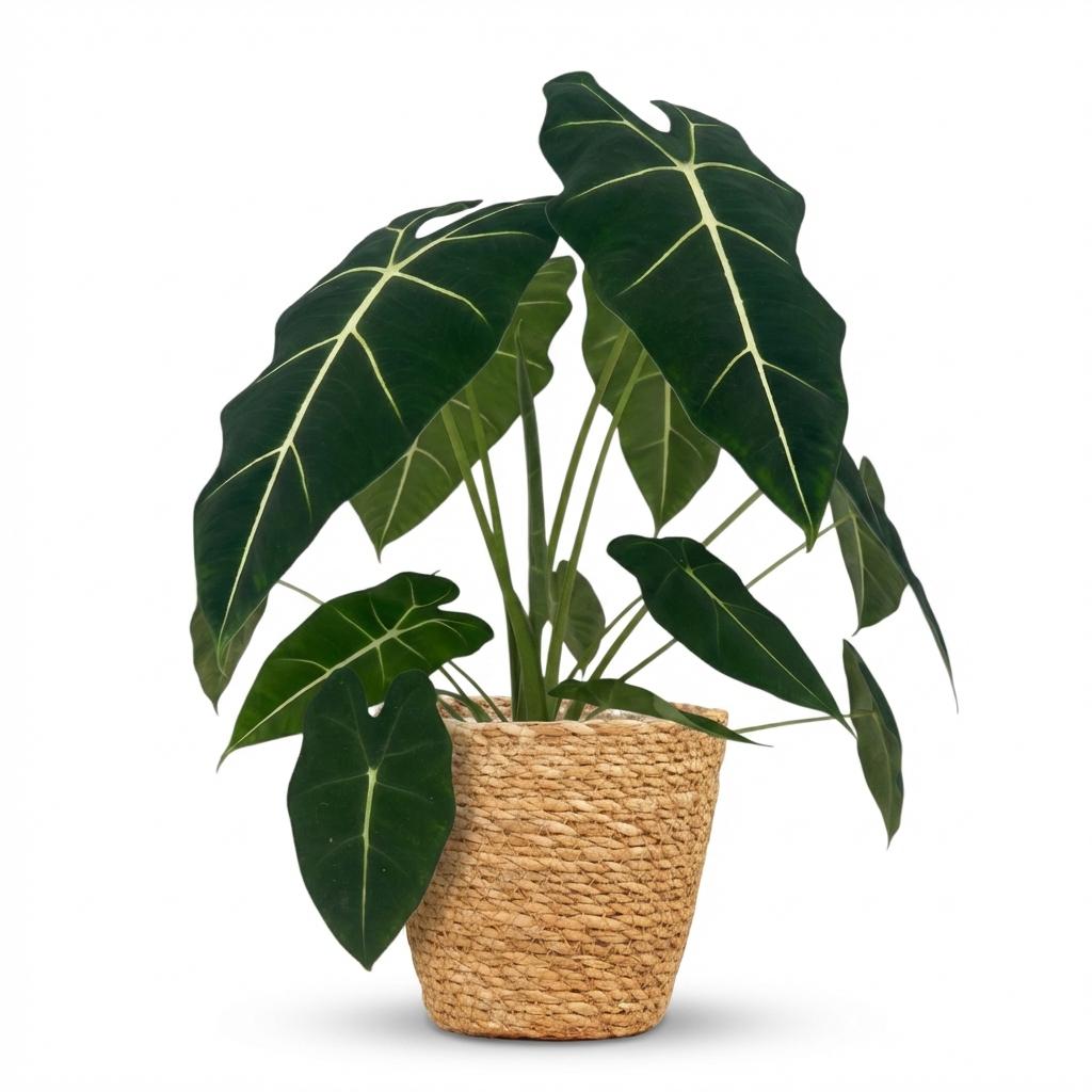 Olifantsoor (Alocasia Frydek) met Mand, plant in pot