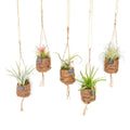 Productfoto van Kokodama Birdnest Tillandsia Mix - 8 stuks