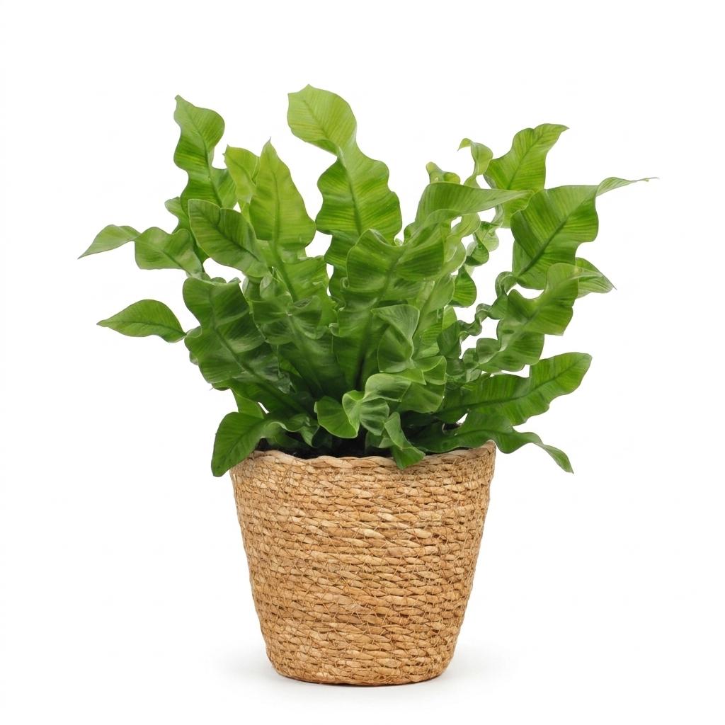 Asplenium Crispy Wave - met Mand, detail van het blad