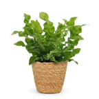 Asplenium Crispy Wave - met Mand, detail van het blad