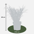 Detailfoto van Miscanthus sinensis Strictus