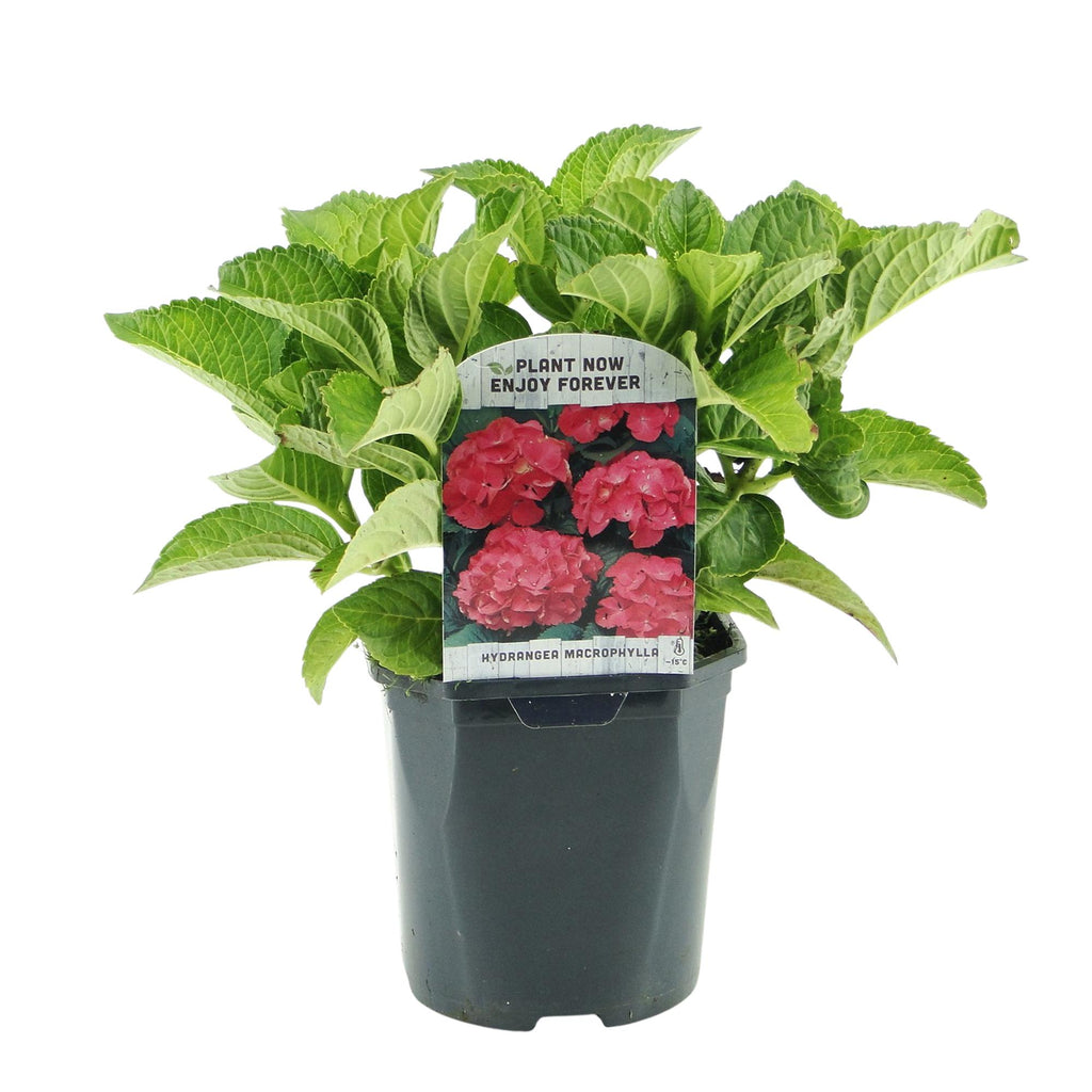 Hydrangea macrophylla Red, 30 cm hoog, detail van het blad