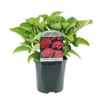 Hydrangea macrophylla Red, 30 cm hoog, detail van het blad