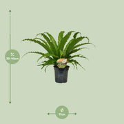 Asplenium Osaka