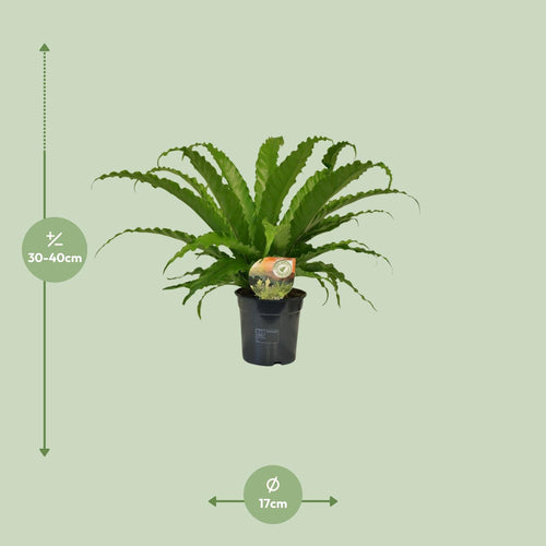 Detailfoto van Asplenium Osaka