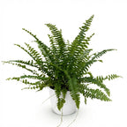 Nephrolepsis exaltata Green Lady met witte pot, groene plant voor binnen