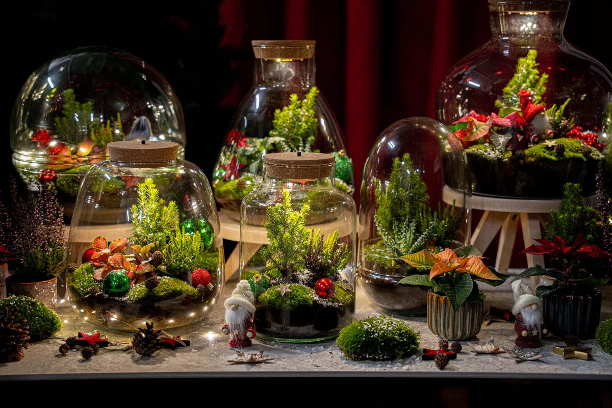 Detailfoto van Tinsel kerstterrarium, planten terrarium DIY kit
