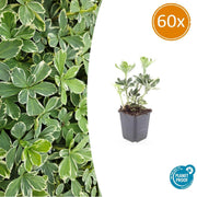 60x Pachysandra term. &
