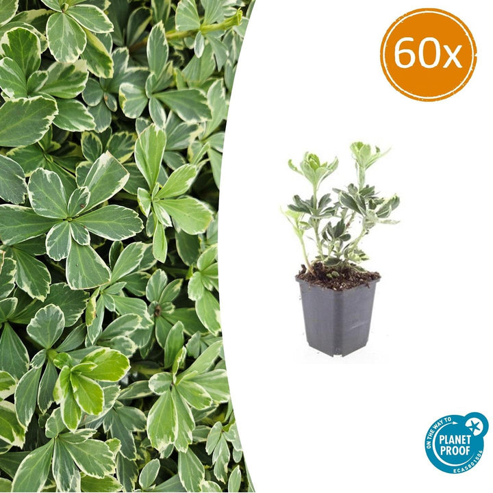 60x Pachysandra term. &
