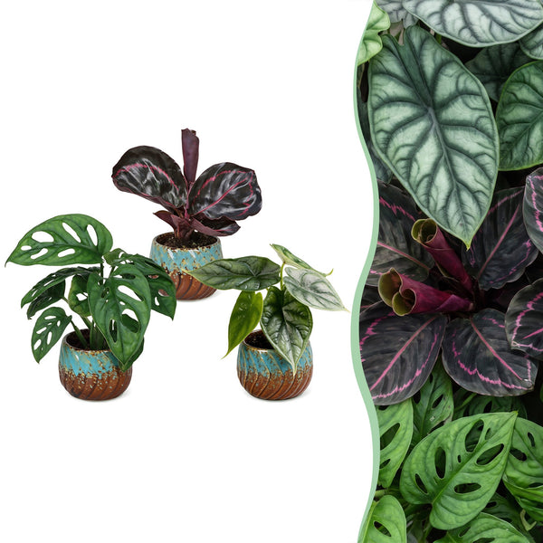 Baby jungle mix met Copper Reef pot